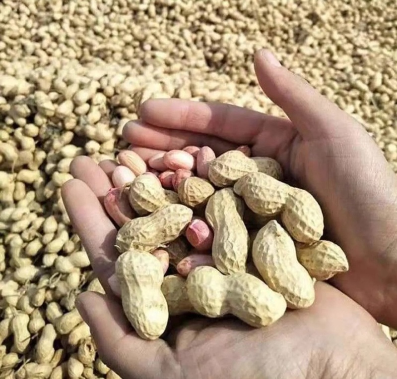【实力】榨油生花生产地直销品质保证大量现货欢迎采购