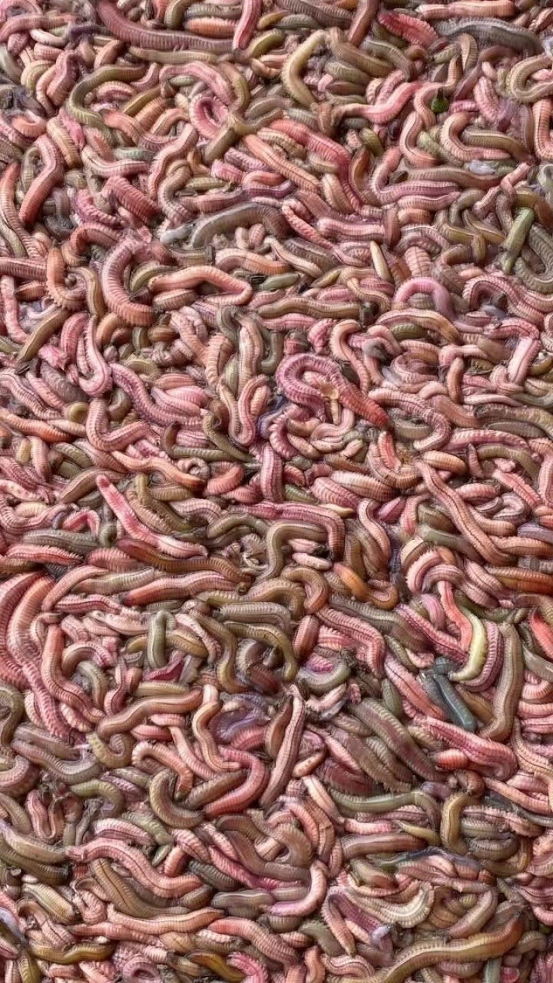 禾虫