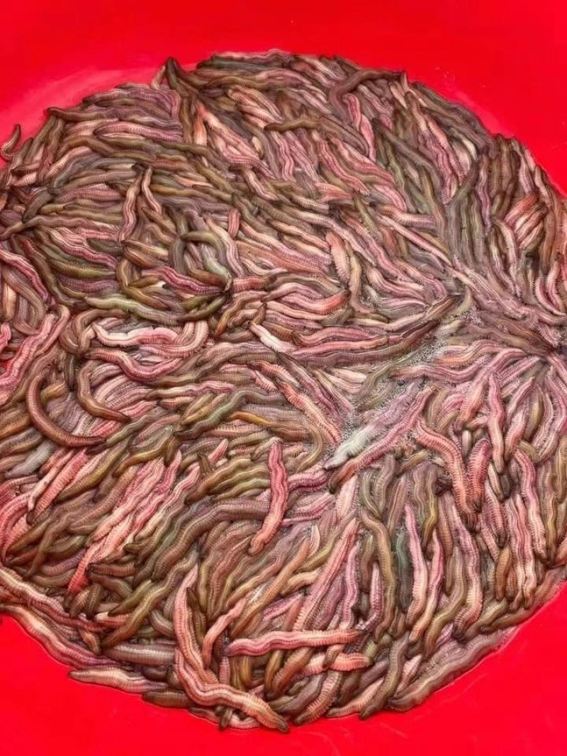 禾虫