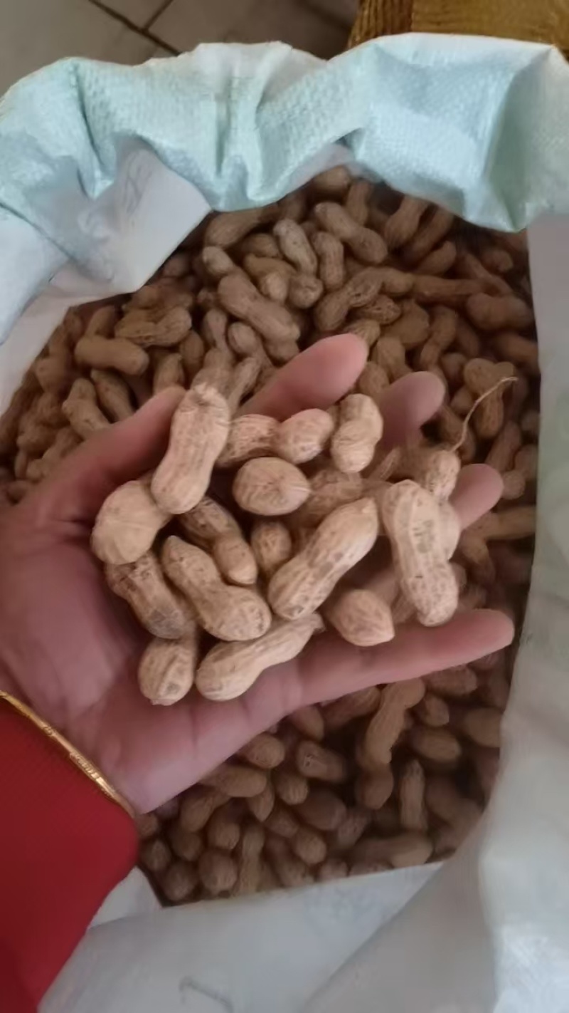 【实力】榨油生花生产地直销品质保证大量现货欢迎采购
