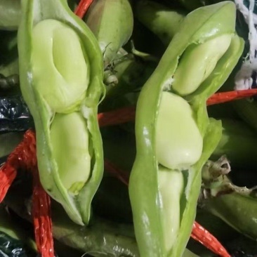 精品蚕豆大量上市，货源充足产地货，量大从优致电联系