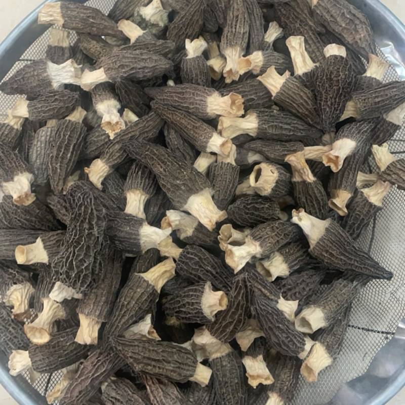 6到8羊肚菌大个精选羊肚菌大货批发