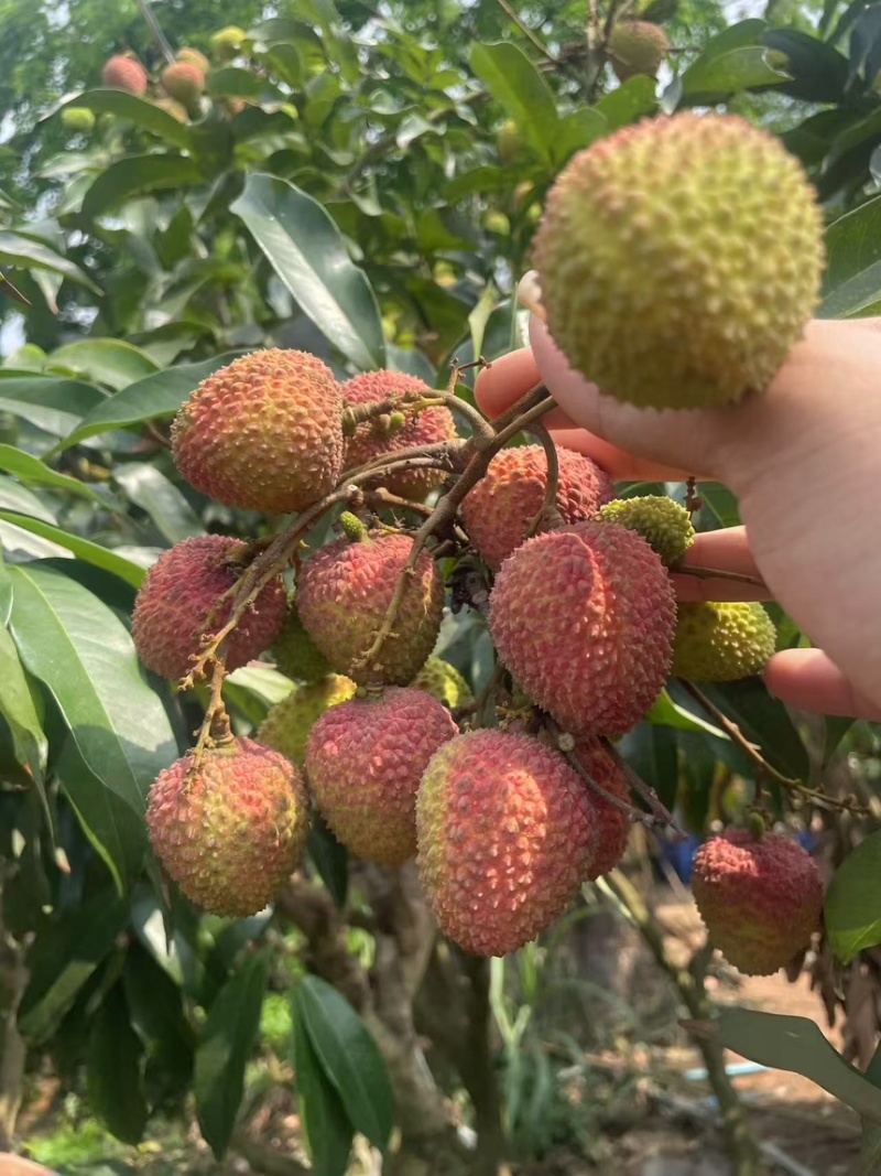 妃子笑荔枝新鲜采摘。