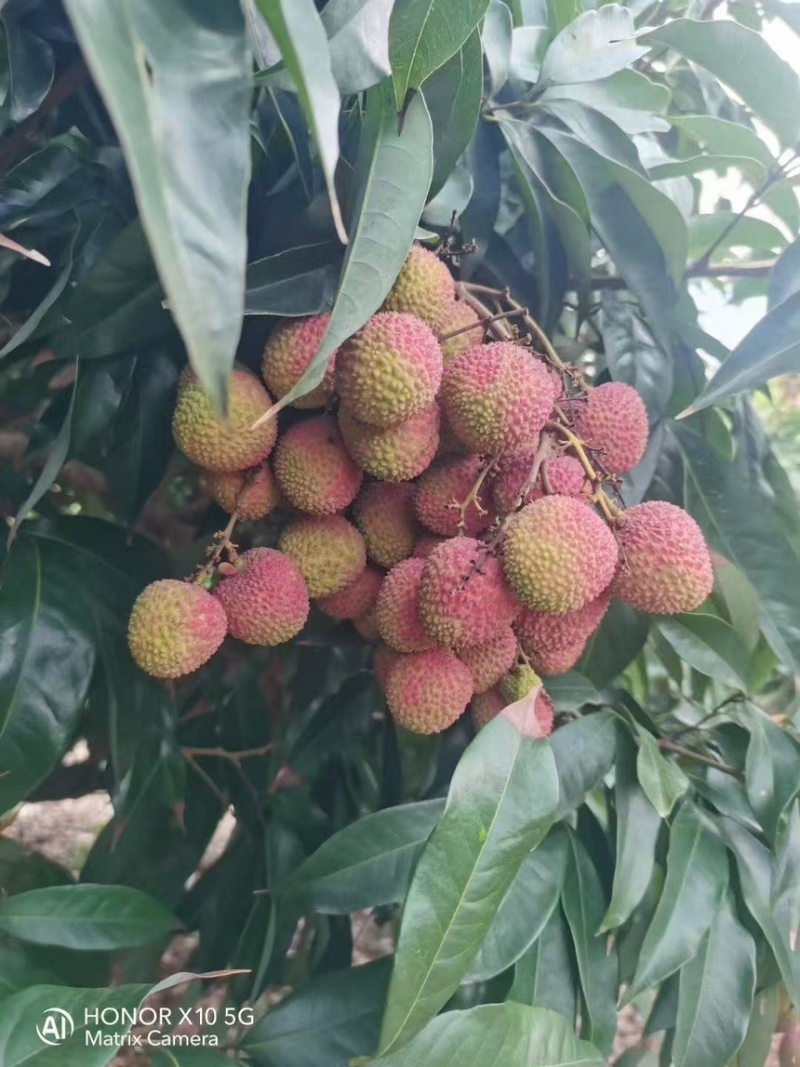妃子笑荔枝新鲜采摘。