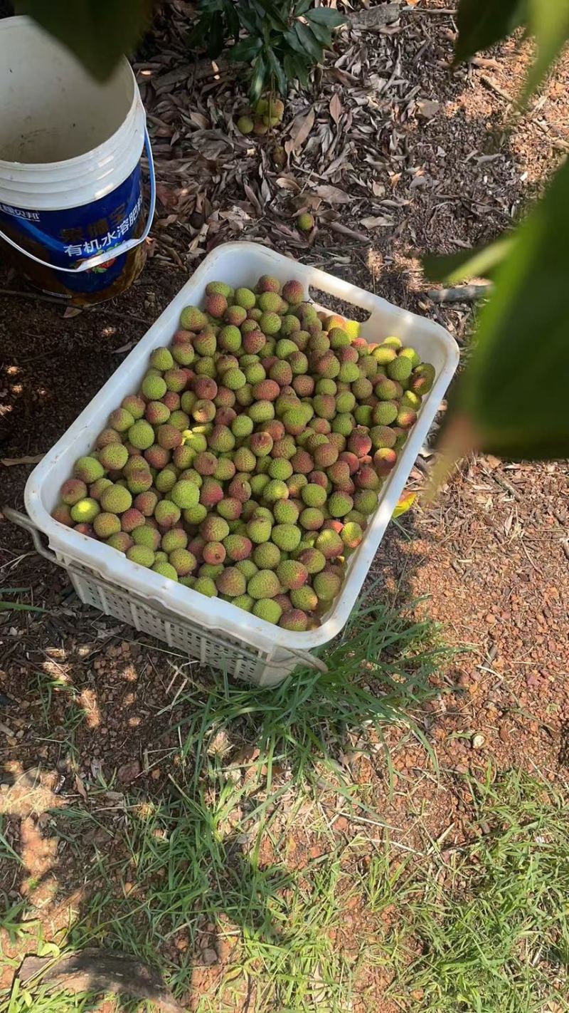 妃子笑荔枝新鲜采摘。