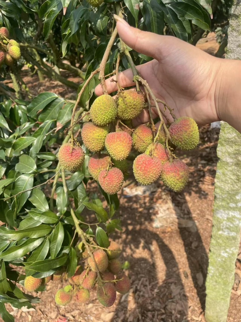 妃子笑荔枝新鲜采摘。