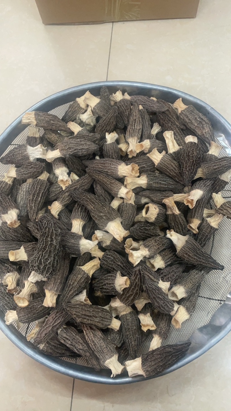 6到8羊肚菌大个精选羊肚菌大货批发