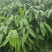 2025端午节前粽叶野生麻竹叶