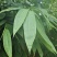 2025端午节前粽叶野生麻竹叶