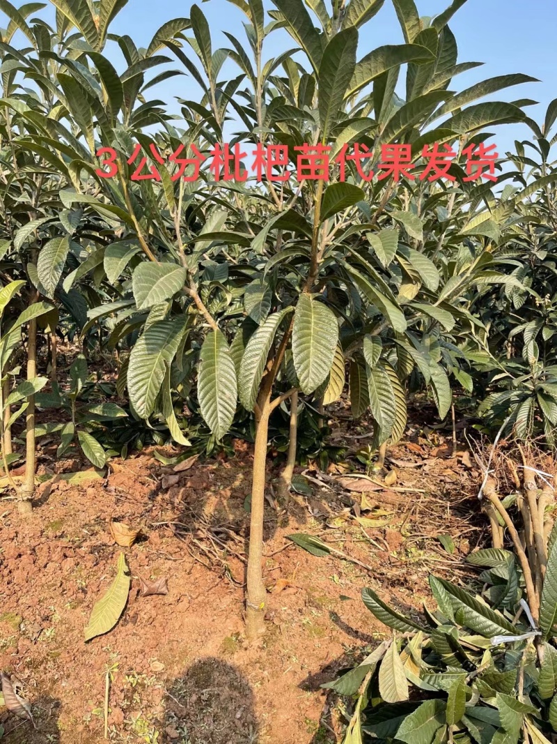 3公分大五星枇杷苗今年种植明年结果.品种保证大小规格都有