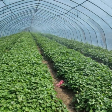【热卖中】安徽25蜜薯苗苗一手货源稳定供应量大从优