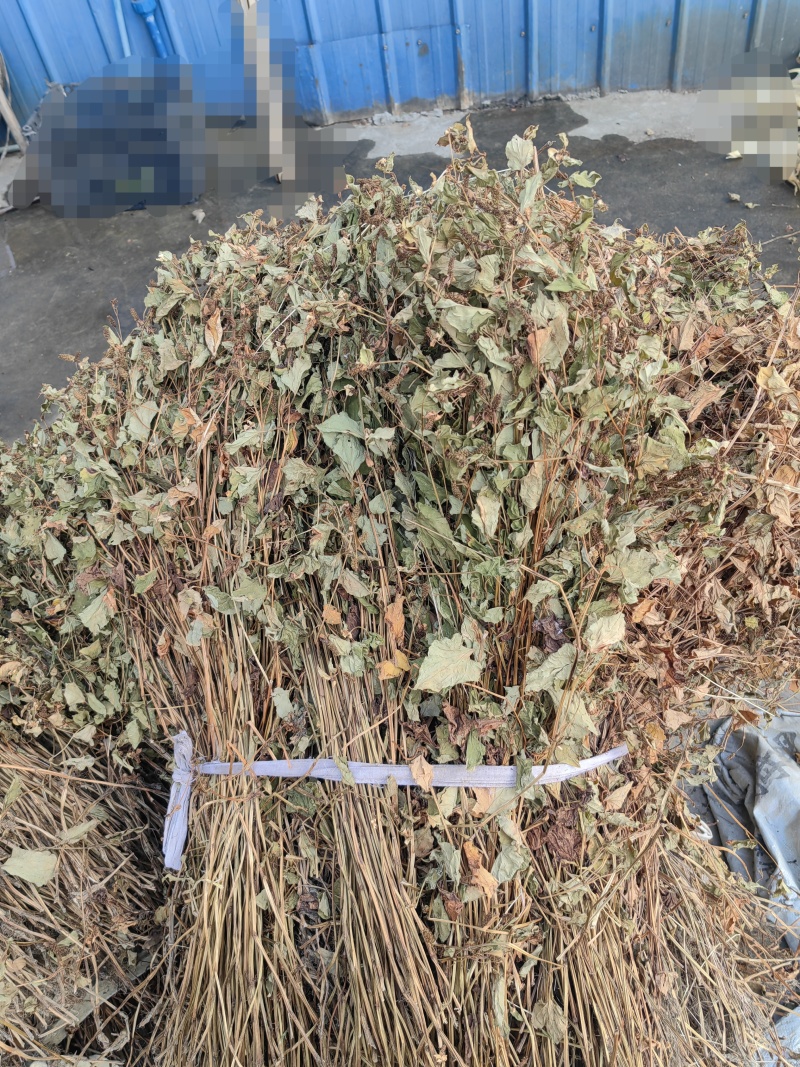 今年现货鱼腥草干货野生可切段干可粉碎晒干整棵一手货源