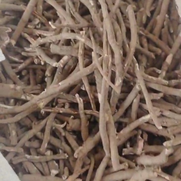 黑丹须子