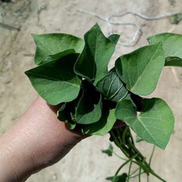 榴莲蜜薯，红薯苗，丝滑红薯苗，脱毒苗地瓜苗