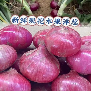 山东精品新鲜紫皮洋葱产地直发货源充足价格优惠发全国