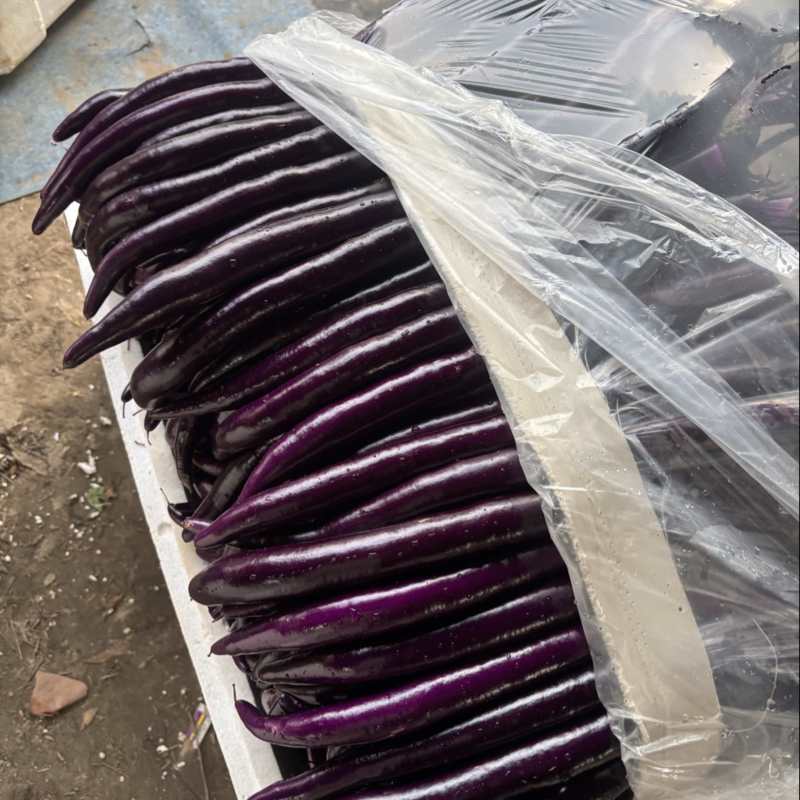长线茄，