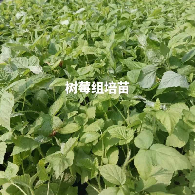 红树莓双季组培苗，新品种，产量高果子大，