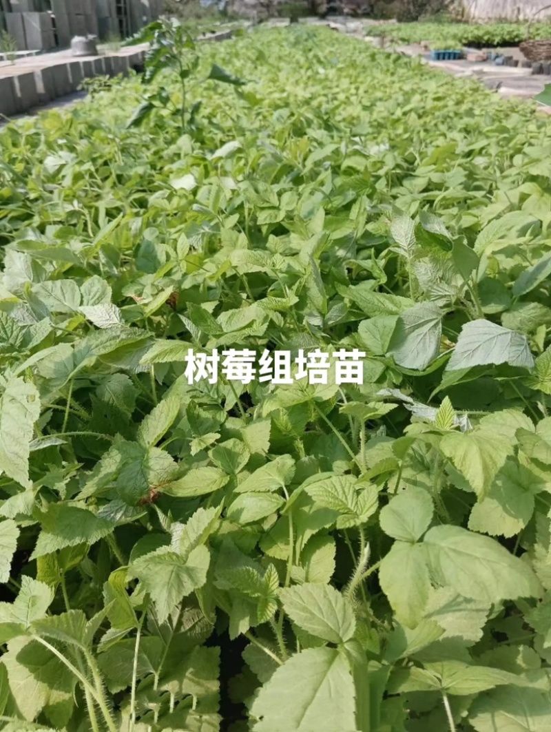红树莓双季组培苗，新品种，产量高果子大，