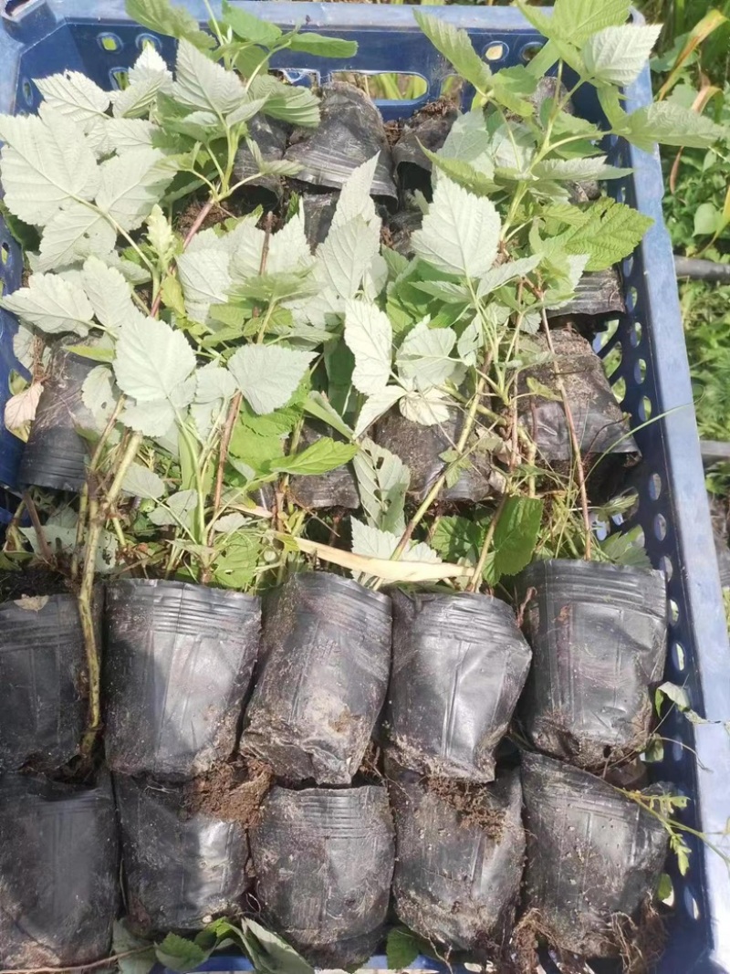 红树莓双季组培苗，新品种，产量高果子大，