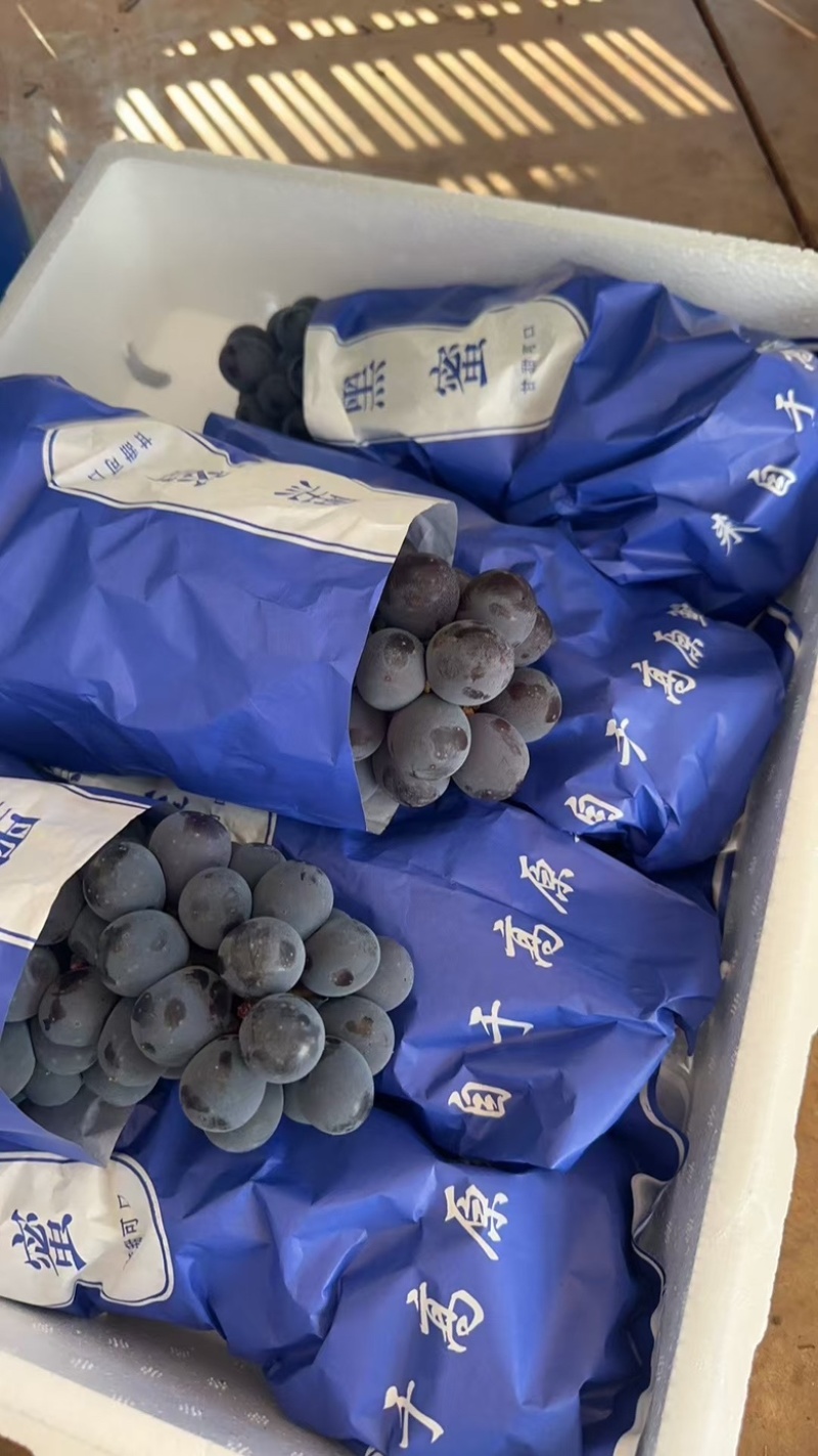 云南夏黑、蓝莓葡萄、现货大量上市！！