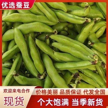 精选蚕豆大量有货保质保量价格从优欢迎广大客商联系