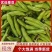 精选蚕豆大量有货保质保量价格从优欢迎广大客商联系