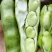 精选蚕豆大量有货保质保量价格从优欢迎广大客商联系