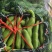 精选蚕豆大量有货保质保量价格从优欢迎广大客商联系