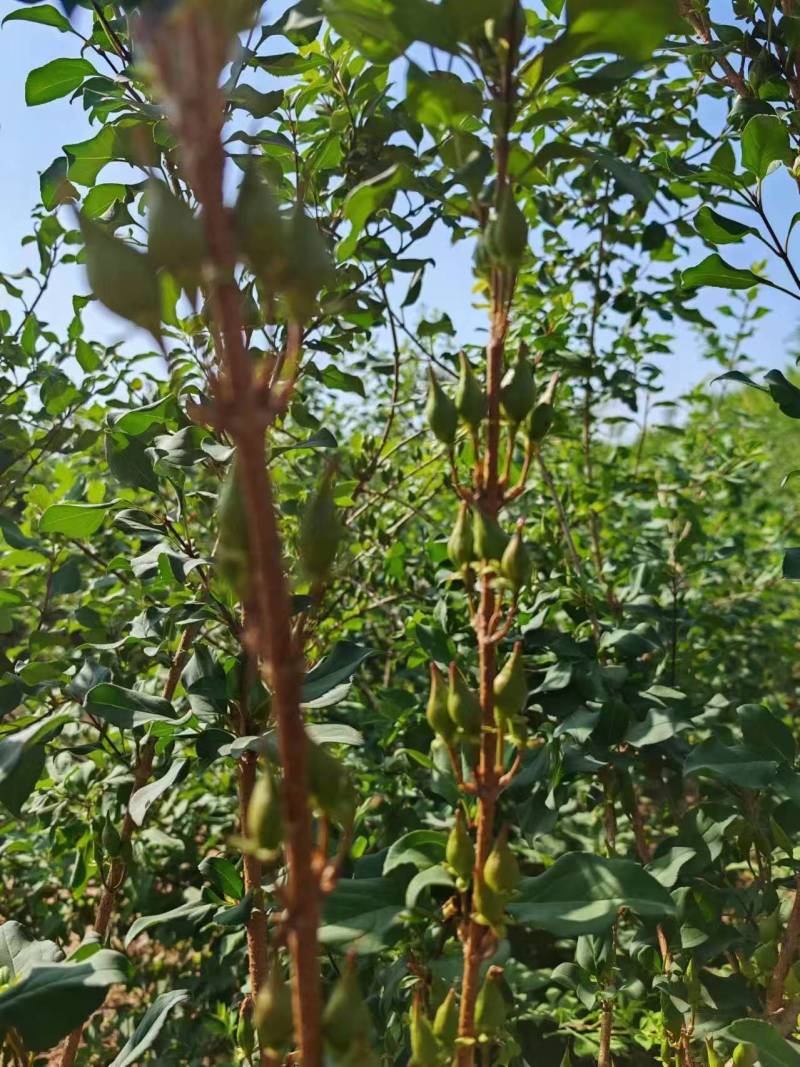 药用连翘苗3年苗自家苗圃一手货源，快递发货