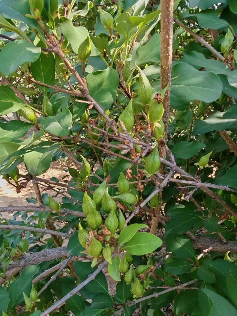 药用连翘苗3年苗自家苗圃一手货源，快递发货