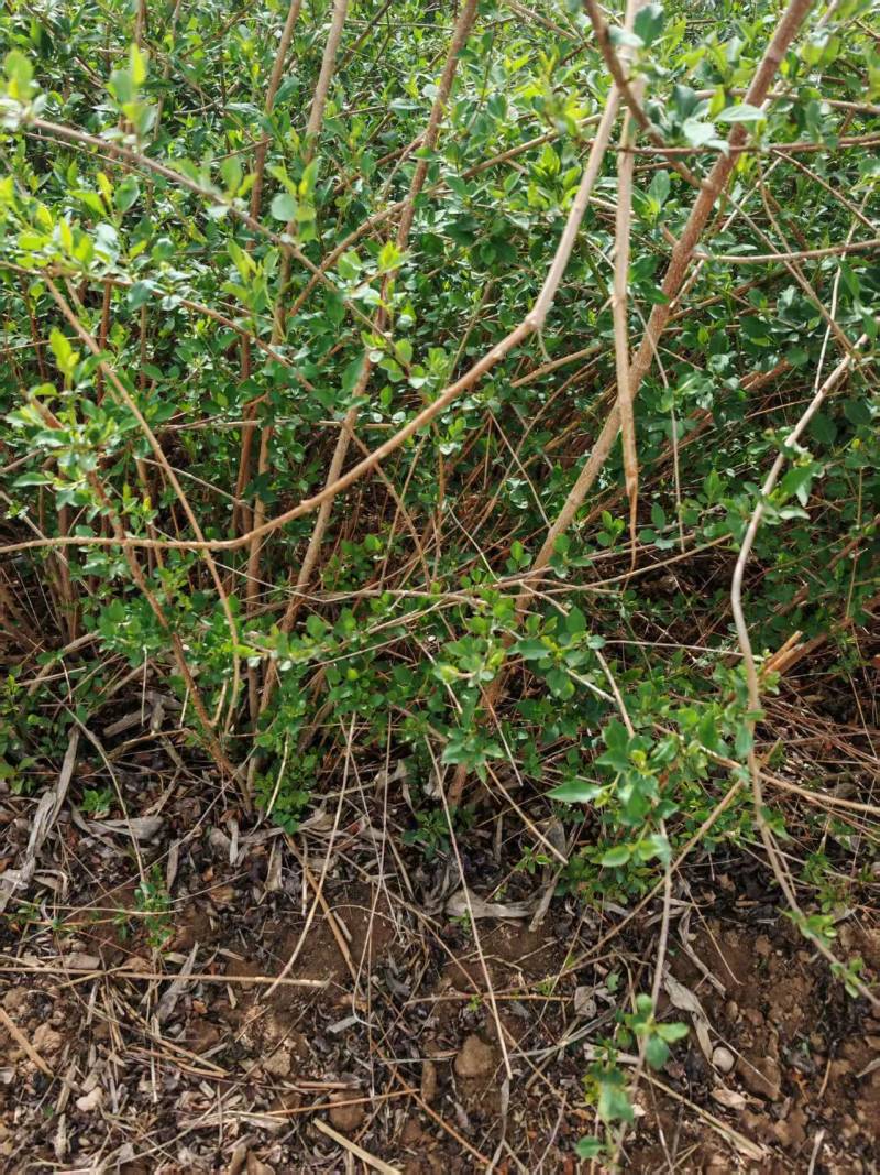 药用连翘苗3年苗自家苗圃一手货源，快递发货