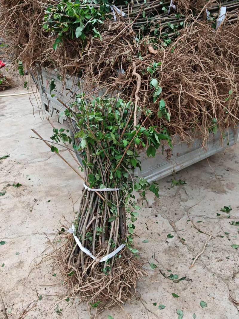 药用连翘苗3年苗自家苗圃一手货源，快递发货