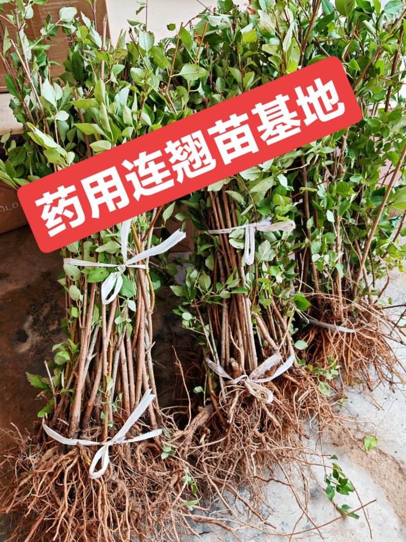 药用连翘苗3年苗自家苗圃一手货源，快递发货