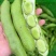 精选蚕豆大量有货保质保量价格从优欢迎广大客商联系