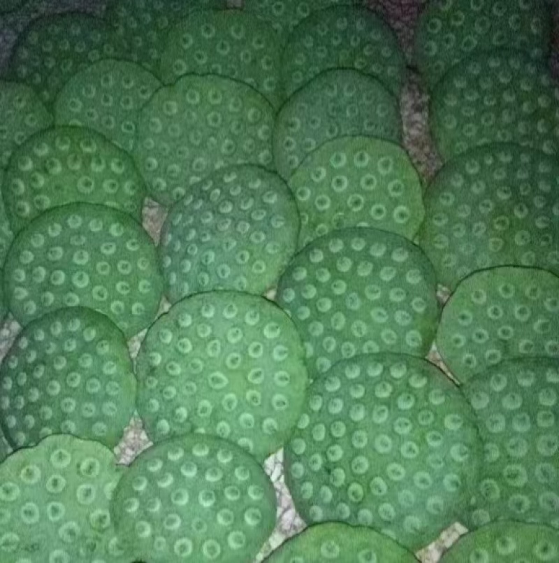 供应莲蓬、鲜蓬蓬