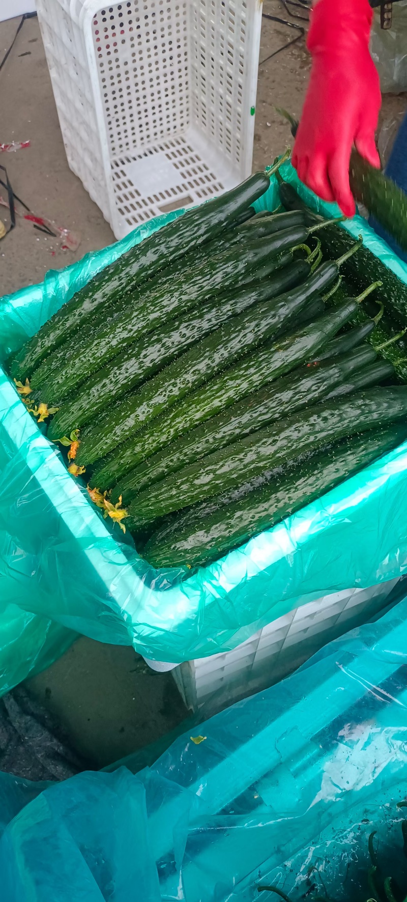 【推荐】山东兰陵密刺黄瓜大量接单产地直发量大从优欢迎来电