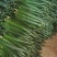 【推荐】山东兰陵密刺黄瓜大量接单产地直发量大从优欢迎来电