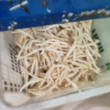 沙参