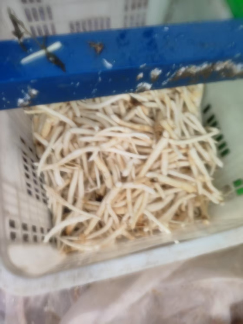 沙参