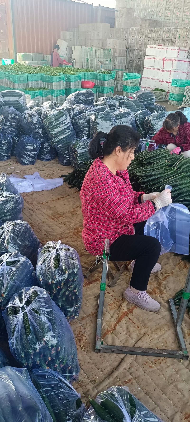 【推荐】山东兰陵密刺黄瓜大量接单产地直发量大从优欢迎来电