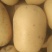 丰县黄心土豆大量上市