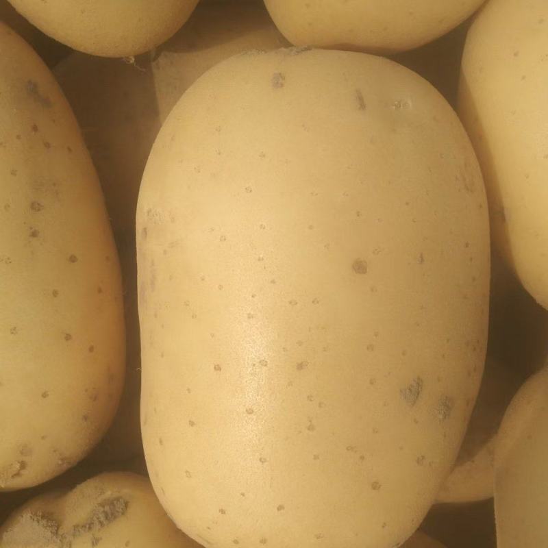 丰县黄心土豆大量上市