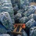 【推荐】山东兰陵密刺黄瓜大量接单产地直发量大从优欢迎来电
