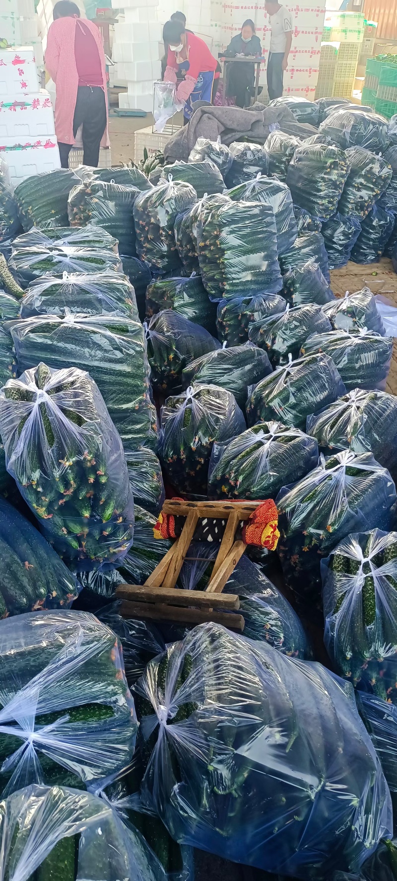 【推荐】山东兰陵密刺黄瓜大量接单产地直发量大从优欢迎来电