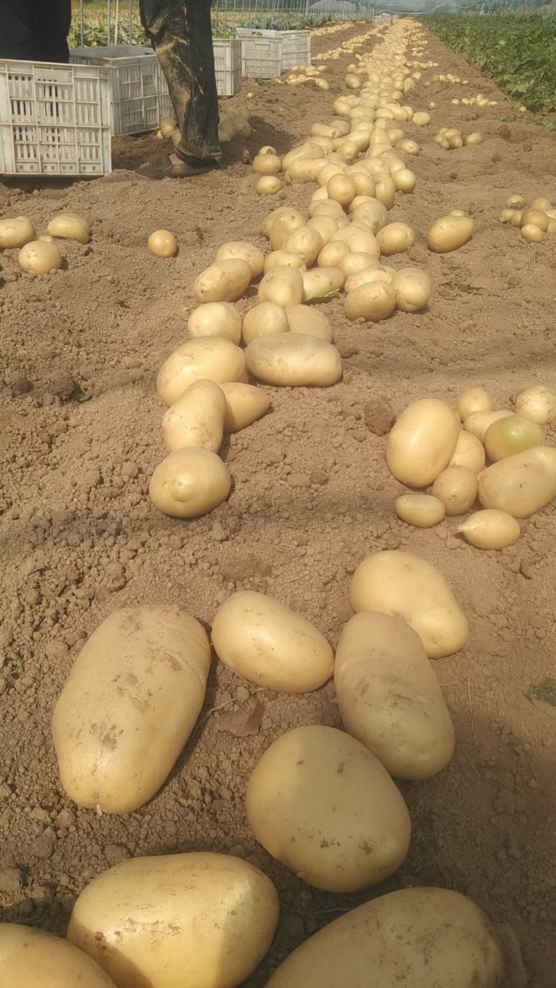 丰县黄心土豆大量上市