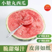 陕西吊兰西瓜/小糖丸/938小吊兰/产地货源/全国供应