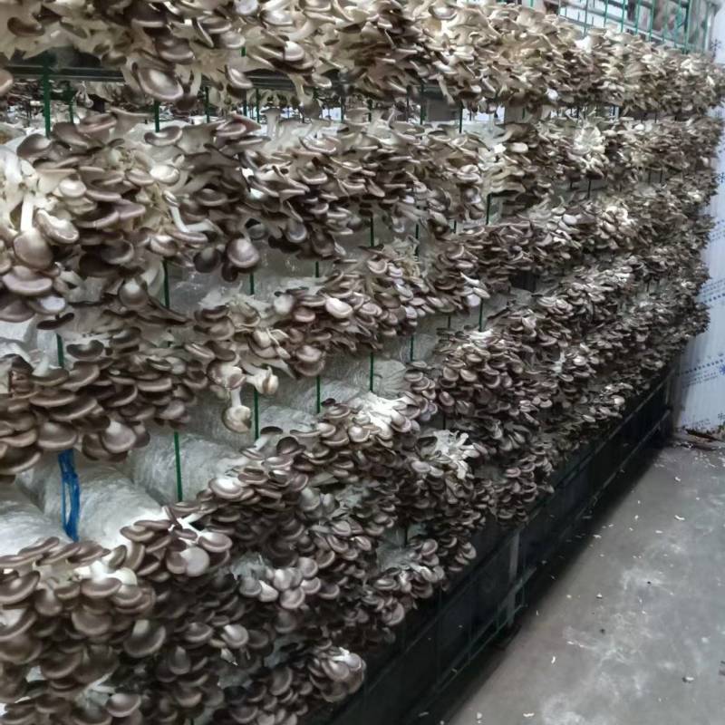 秀珍菇菌包大量现货，