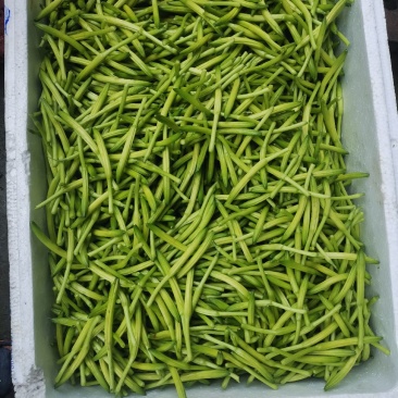 新鲜黄花菜