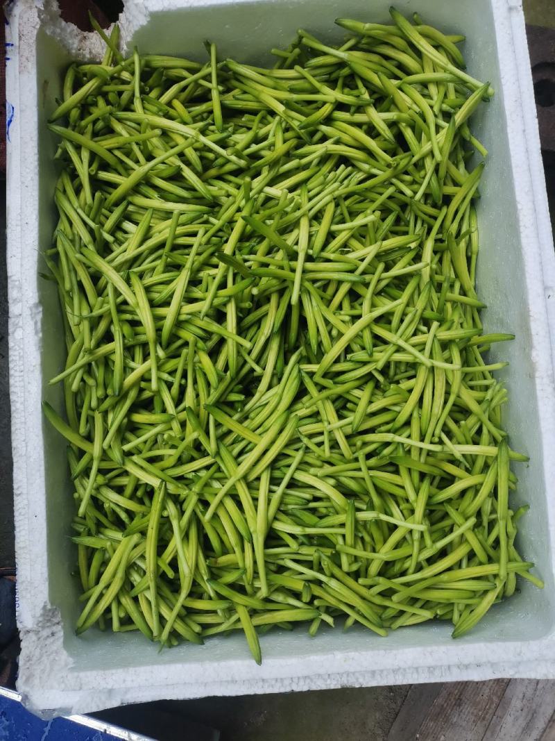 新鲜黄花菜