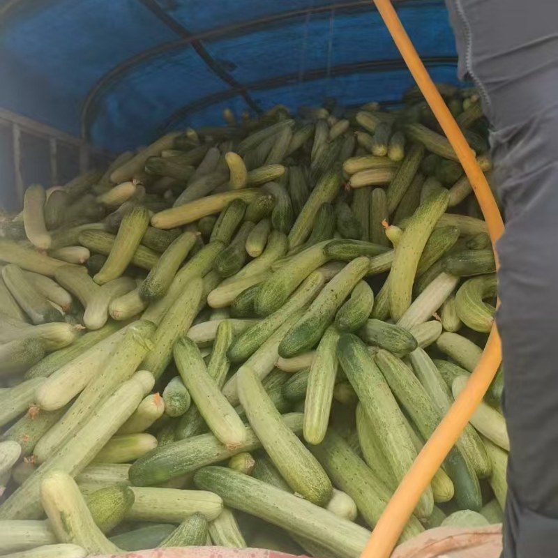本地白黄瓜